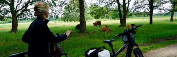 Schotse Hooglanders langs het fietspad