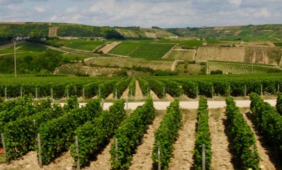 Fietsen door Wijngaarden