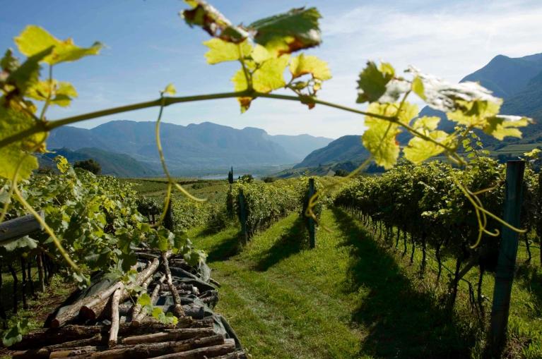 Wijngaarden in de Veneto