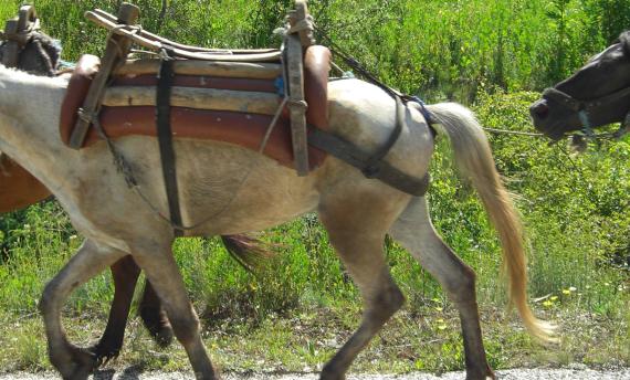Fietsen in Albanië - Albanië fietsvakanties van Fietsrelax