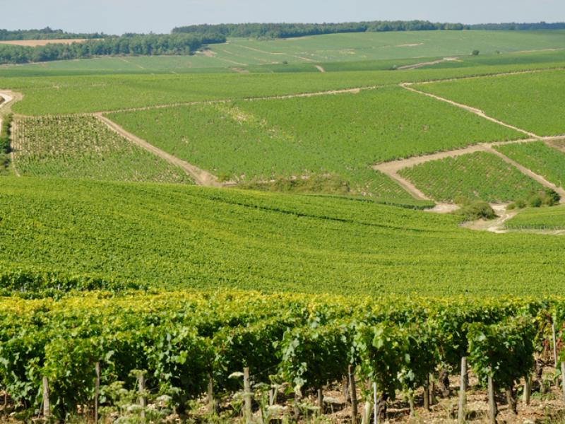 Bourgondië - van Côte d'Or tot Mâconnais Bourgondië - van Côte d'Or tot Mâconnais