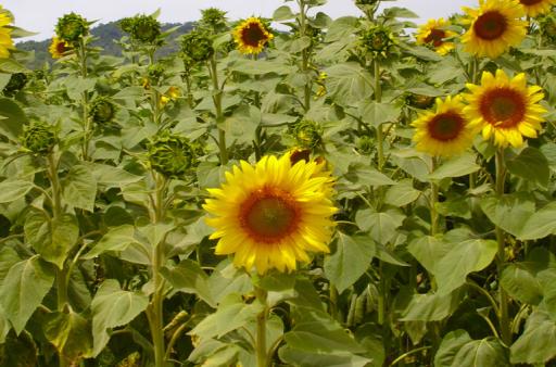 Zonnebloemvelden in Catalonië. U komt ze zomaar tegen tijdens deze heerlijke fietsvakantie in Spanje