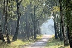 Veluwe