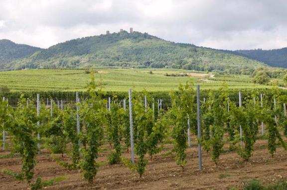 Elzasser wijnroute Elzasser wijnroute