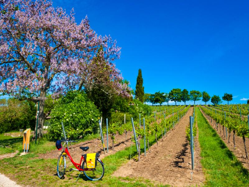Rijnroute - etappe 3 - van Straatsburg naar Mainz Rijnroute - etappe 3 - van Straatsburg naar Mainz