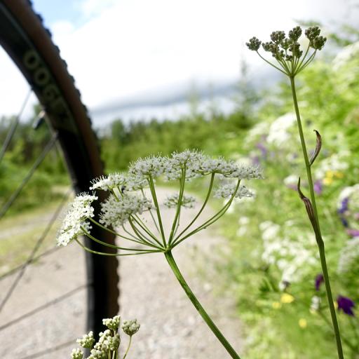 Vele mooie bloemen onderweg
