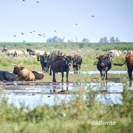 Oostvaardersplassen dieren