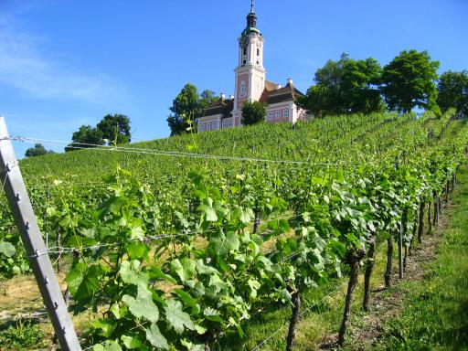 Fietsen langs wijngaarden aan de Bodensee tijdens uw fietsvakantie