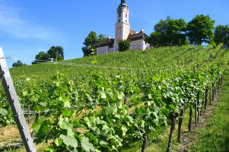 Fietsen langs wijngaarden aan de Bodensee tijdens uw fietsvakantie
